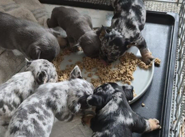 6 x outstanding french bulldog puppies