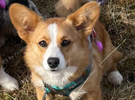Cardigan Corgi Girl
