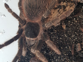 Various tarantulas available.