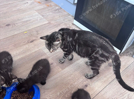 3 kittens available
