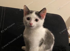 4 month old kitten