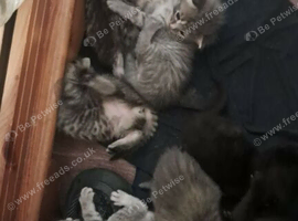 6 kittens for sale