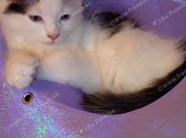 little kitten
