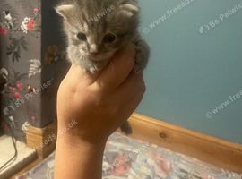 Kittens for sale