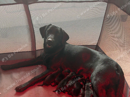 Black Labrador Puppies