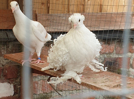 White frill back pigeons for sale