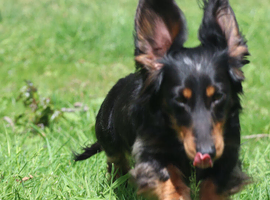 Long haired miniature dachshund