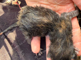 Kittens for sale born 23/06/26
