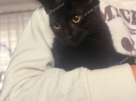 Kittens for rehome