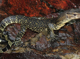 POS female water monitor