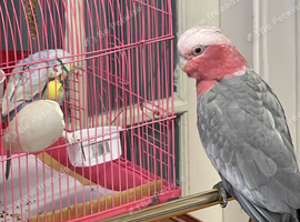 Gorgeous Gallah