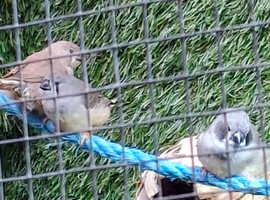 4 x zebra finches