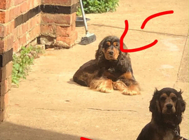 Show cocker spaniels