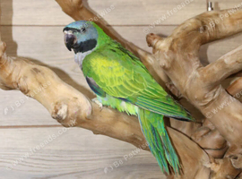 Darbyen Talking Parrot Male,6