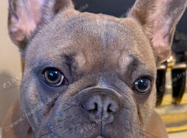 16 month french bulldog