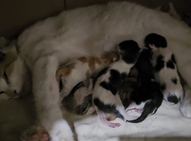 Adorable Kittens for sale
