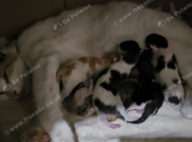 Mum and 3 kittens