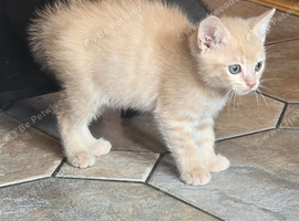 Cream kittens