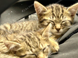 Kittens &pound;50