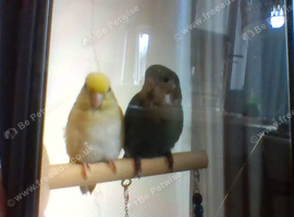 tame lovebird and parrotlet