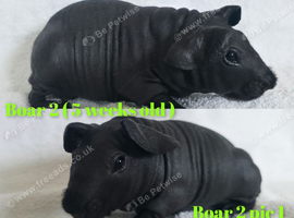 Beautiful skinny pig baby boars