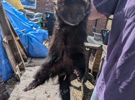 Ferrets for sale