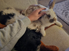 Mr buns