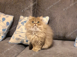 Pedigree Golden Persian Chinchilla Kitten.