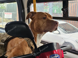 Rescue dogs searching for their furever homes