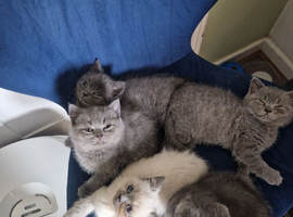 British shorthair ready for new homes