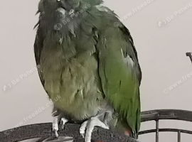 Female maximilian pionus