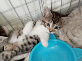 Beautiful baby bengals
