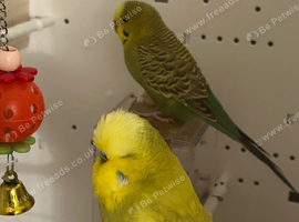 4 Beautiful Budgies - 10 Months Old - Cage Included