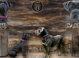 Premium Cane Corso Puppies *Genesis Bloodline