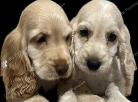 Cocker spaniel puppies