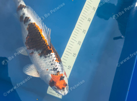 Koi for sale
