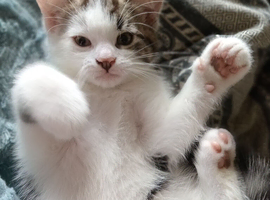 2 kittens &pound;150 together or &pound;100 each