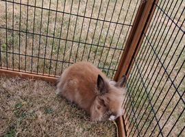 8 week old lionhead buck