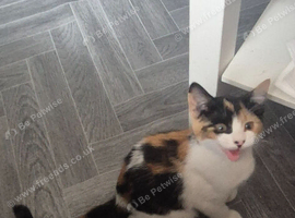 Fluffy kittens