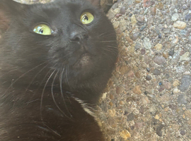 Home cat