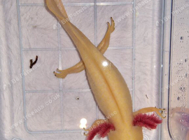 Gold Albino Axolotl (8 months old )