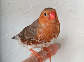 Triple orange Zebra finch pair