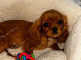 Beautiful Cavalier King Charles