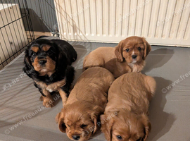4 beautiful cavalier king charles puppies for new homes (pet homes only)