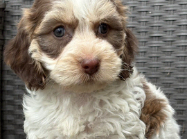 F1 cockapoo puppies