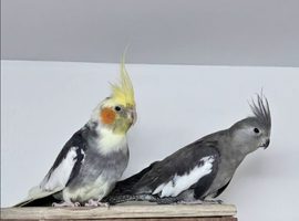Breeding pairs of cockatiels for sale.