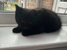 Kittens for sale