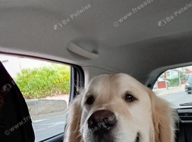 Male golden retriever