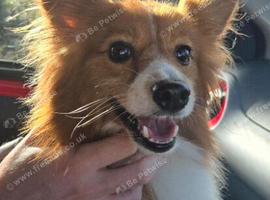 Dog for rehome