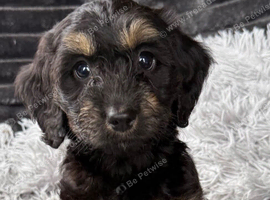 Beautiful Cockapoo puppies looking for there forever family home